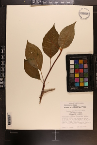 Schisandra glabra image