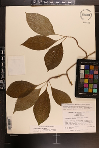 Schisandra glabra image