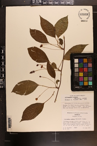 Schisandra glabra image