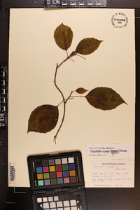 Schisandra glabra image