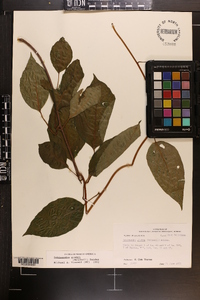 Schisandra glabra image