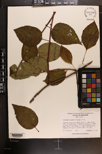 Schisandra glabra image