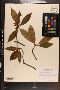 Illicium floridanum image