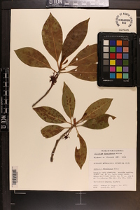 Illicium floridanum image