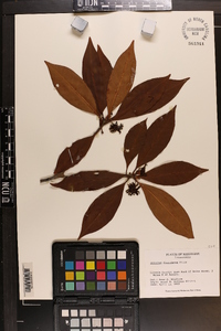 Illicium floridanum image