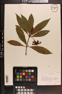 Illicium floridanum image