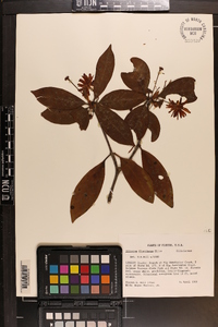 Illicium floridanum image