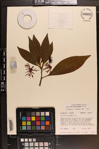 Illicium floridanum image