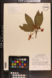 Illicium floridanum image