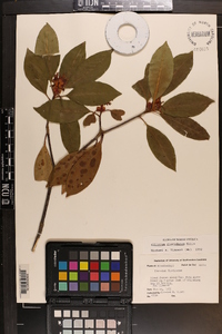 Illicium floridanum image