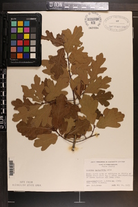 Quercus margarettiae image