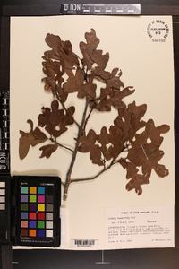 Quercus margarettiae image