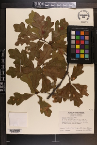 Quercus margarettiae image