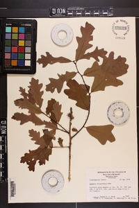 Quercus margarettiae image