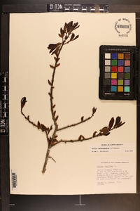 Myrica heterophylla image