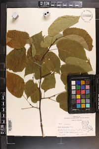 Tilia americana var. caroliniana image