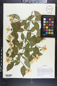 Philadelphus inodorus image