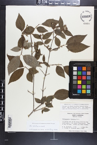 Philadelphus hirsutus image