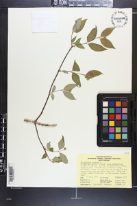 Philadelphus inodorus image