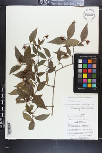 Philadelphus inodorus image