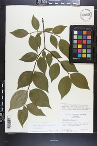 Philadelphus inodorus image