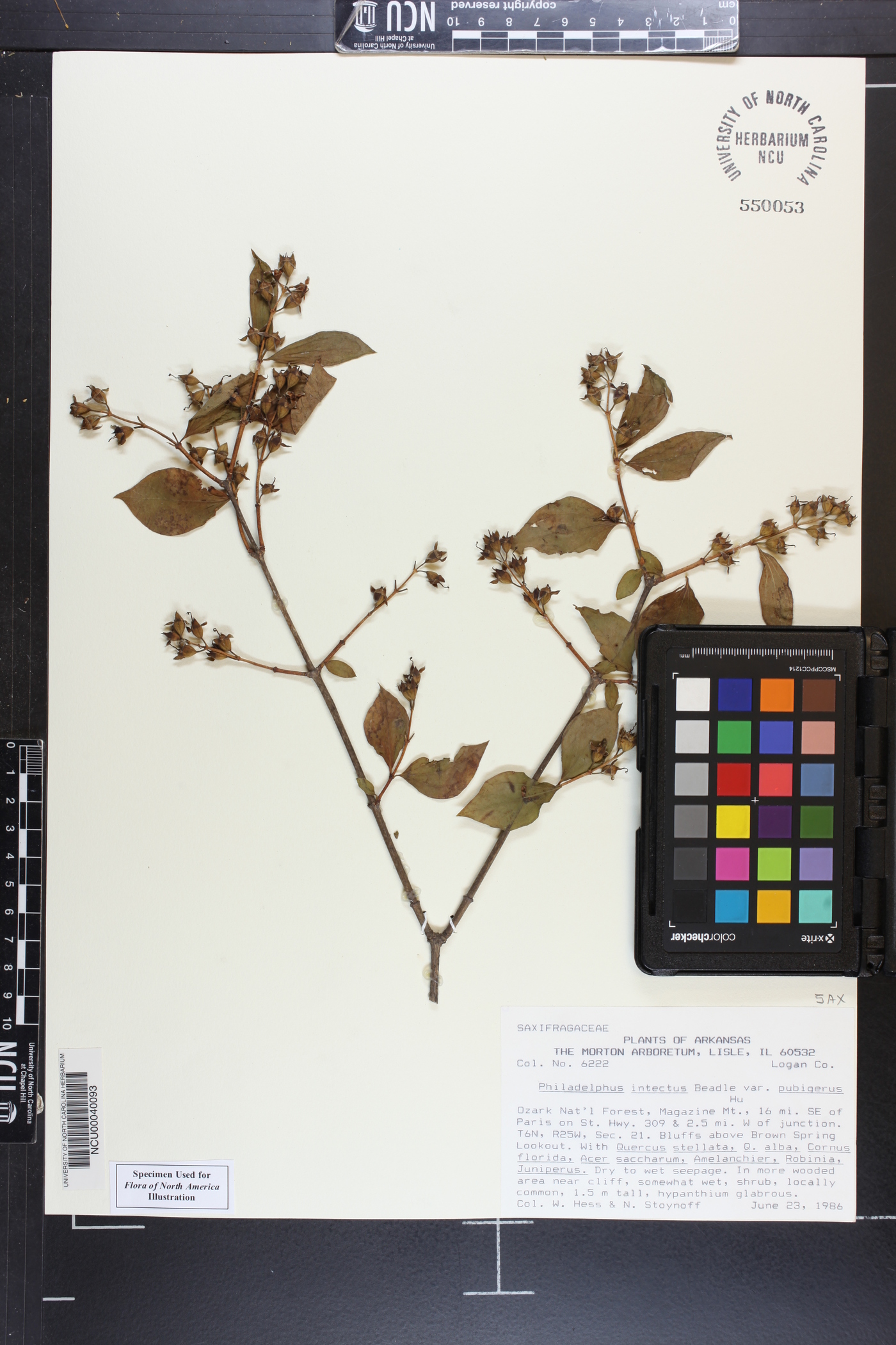 Philadelphus intectus image