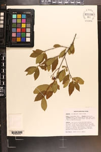 Ilex laevigata image