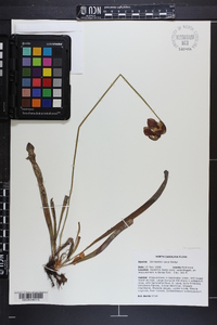 Sarracenia rubra image