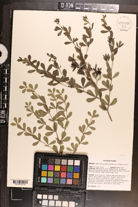 Baptisia calycosa image