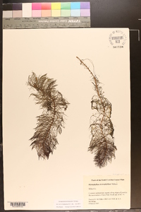 Myriophyllum heterophyllum image