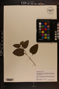 Smilax pumila image