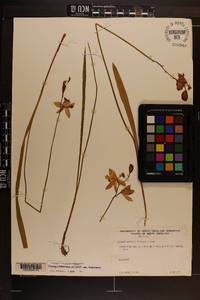 Calopogon tuberosus var. tuberosus image