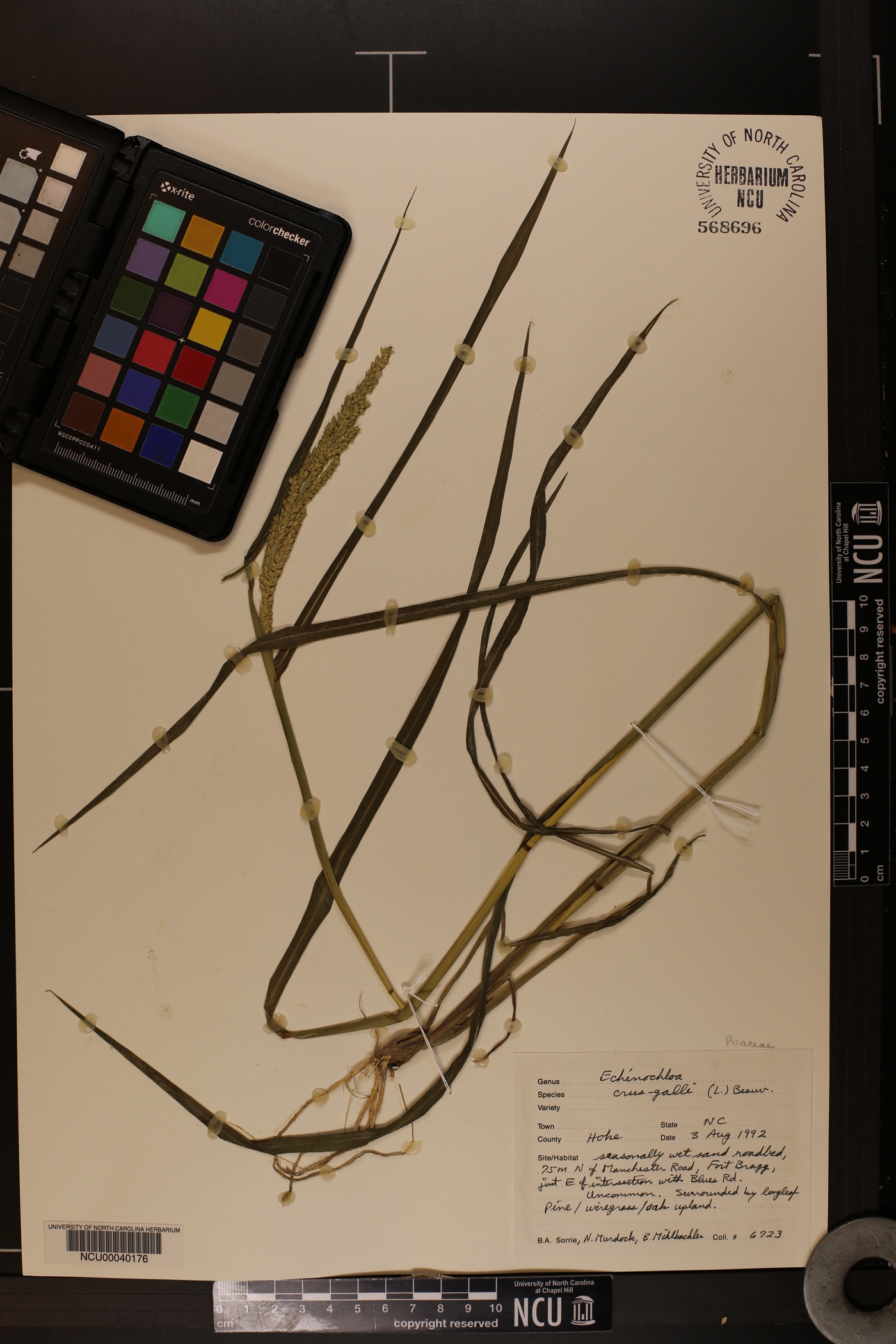 Echinochloa crus-galli var. crus-galli image