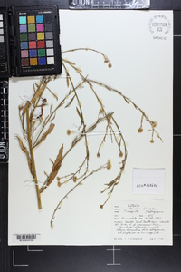 Boltonia asteroides image