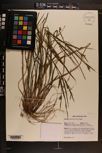 Carex crebriflora image