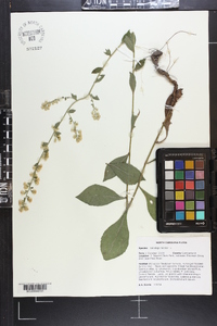 Solidago bicolor image