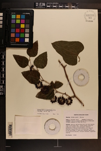 Smilax bona-nox image