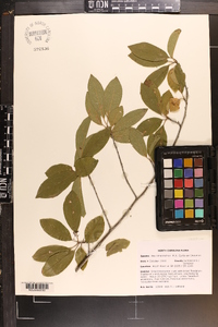 Ilex amelanchier image