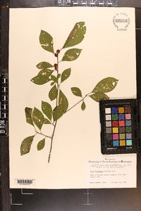 Ilex laevigata image