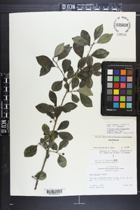 Ilex longipes var. longipes image