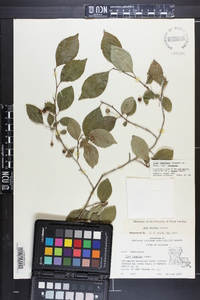 Ilex longipes image