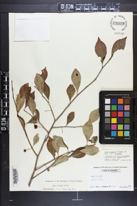 Ilex longipes image