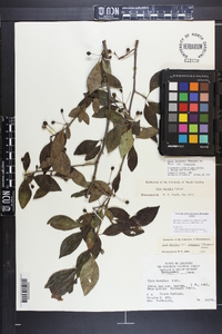 Ilex longipes image