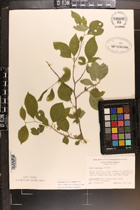 Ilex ambigua image