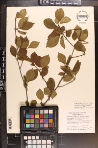 Ilex ambigua image