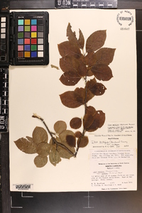 Ilex ambigua image