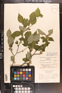 Ilex ambigua image