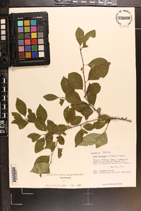 Ilex ambigua image