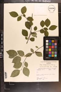 Ilex ambigua image