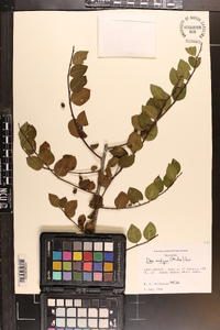 Ilex ambigua image